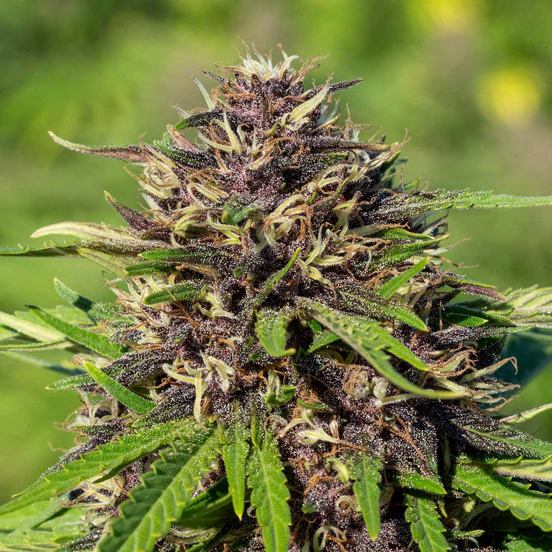 mandarin flookies cbd flower coming soon