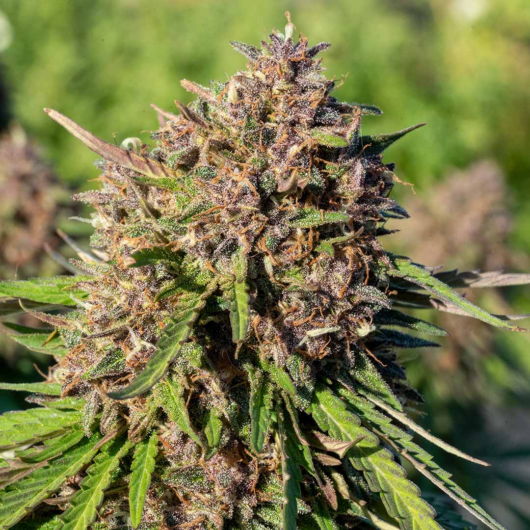 mandarin flookies cbd flower coming soon