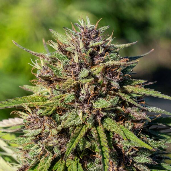 Purple Snowman | CBD Flower - Fern Valley Farms