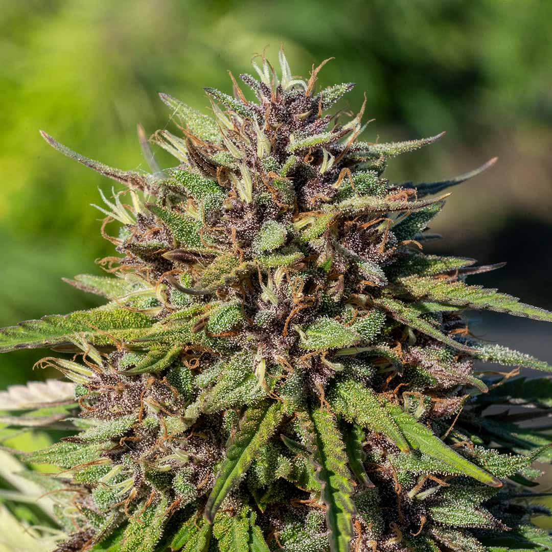 purple snowman cbd flower fresh in the field