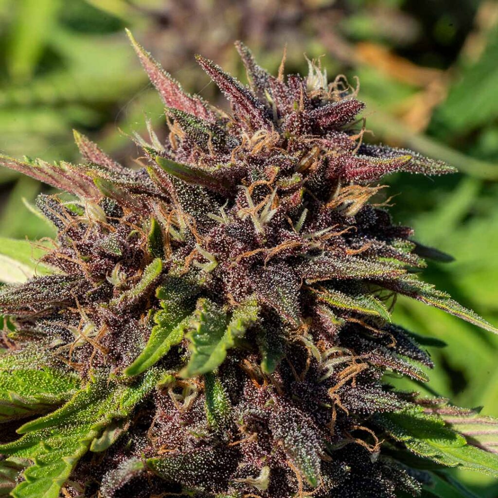 purple snowman cbd flower fresh in the field