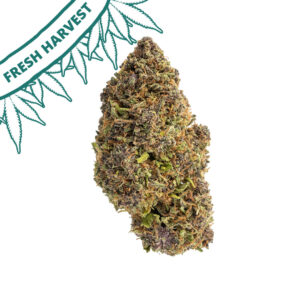 sapphire kush diesel outdoor grown cbd flower hand trimmed bud