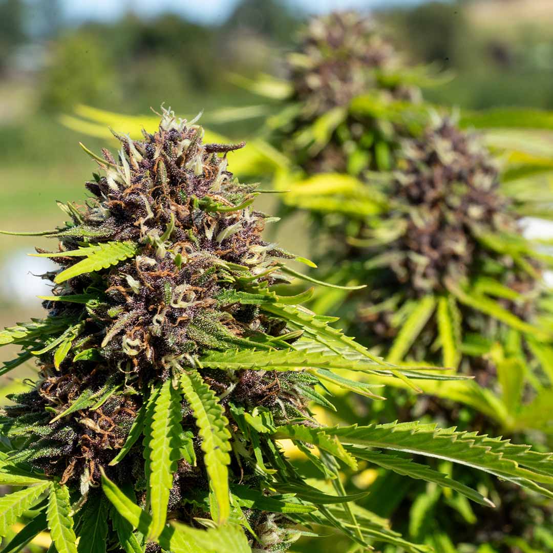 sweet tarts cbd flower fresh in field