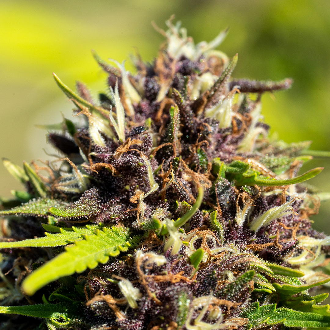 sweet tarts cbd flower fresh in field