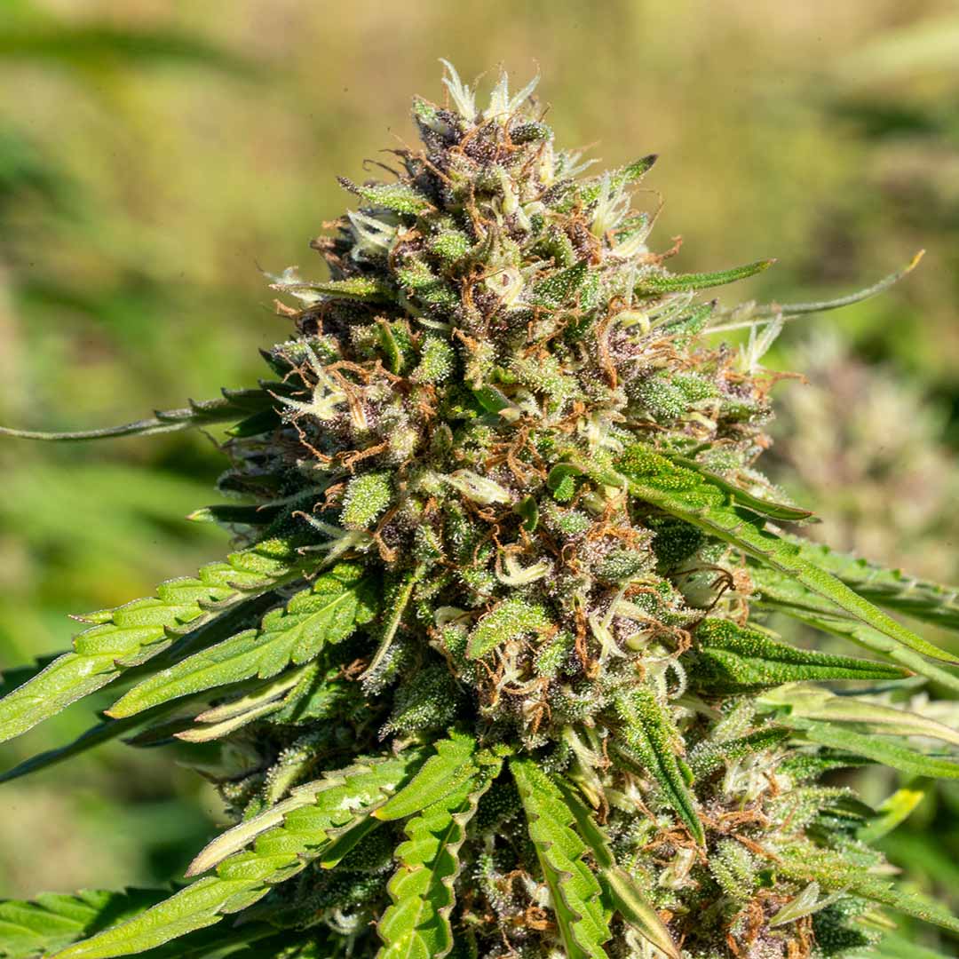 sweet tarts cbd flower fresh in field