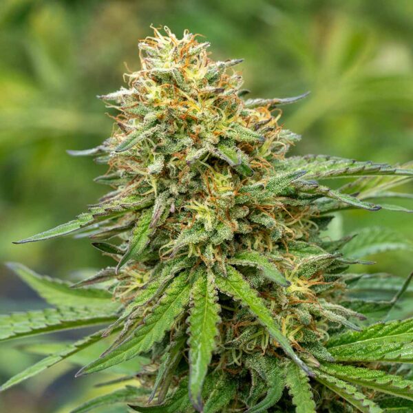 Cream Puff | CBD Flower - Fern Valley Farms