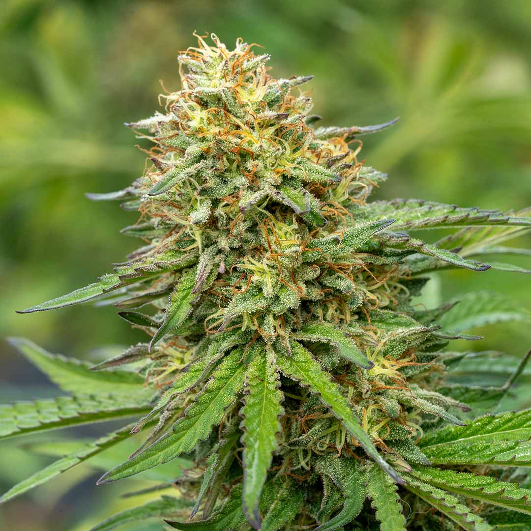 cream puff fresh harvest cbd flower fern valley farms