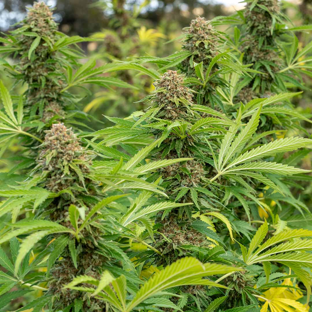 cream puff fresh harvest cbd flower fern valley farms