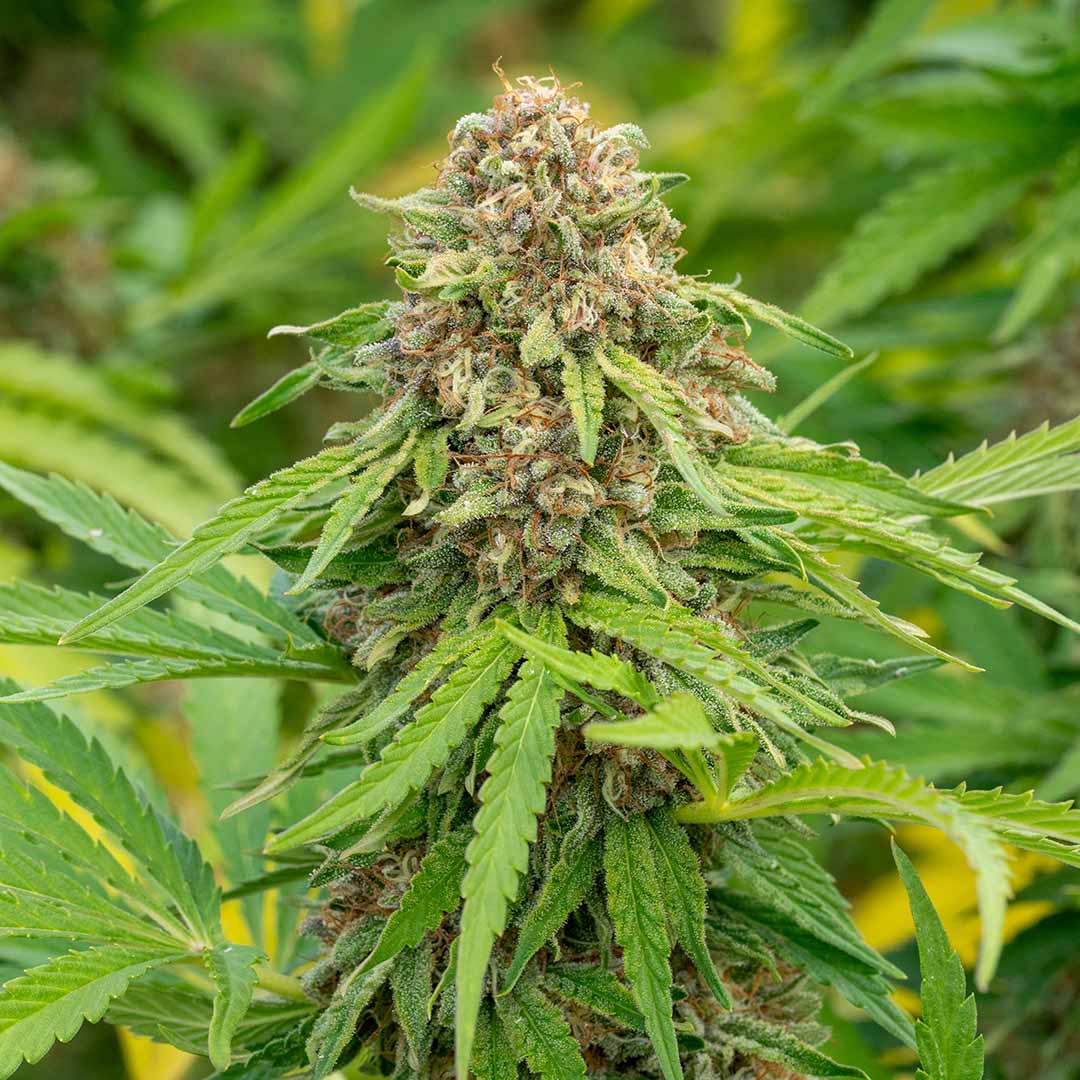 cream puff fresh harvest cbd flower fern valley farms