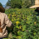 cbd flower harvest fern valley farms 2025