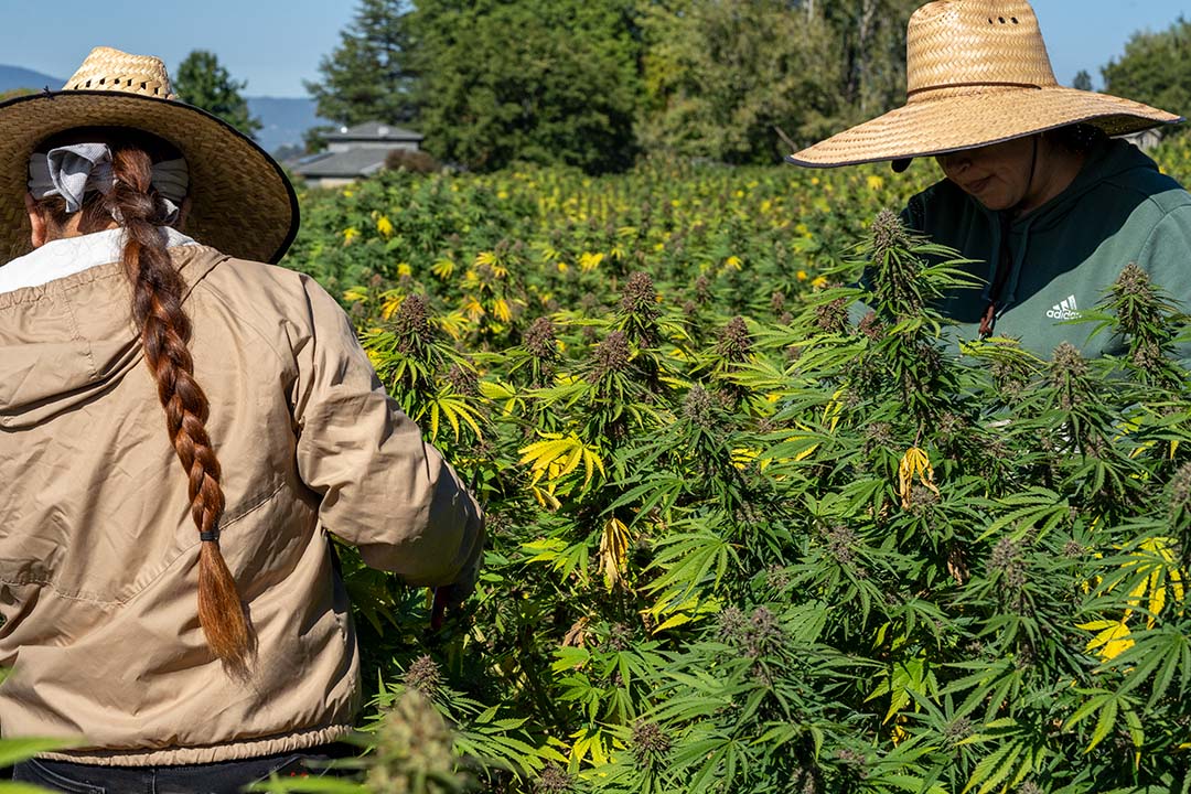 cbd flower harvest fern valley farms 2025