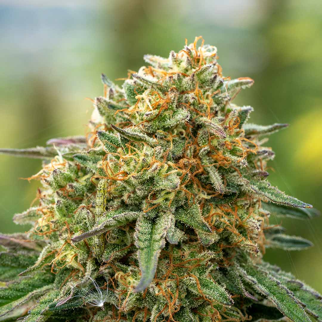 strawberry split cbd flower fresh harvest organically grown