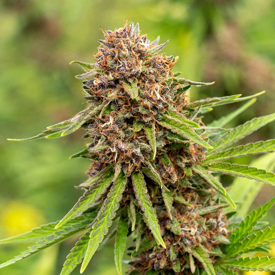 strawberry split cbd flower fresh harvest organically grown