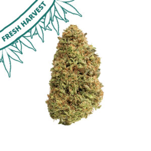 strawberry split fresh harvest cbd flower big bud