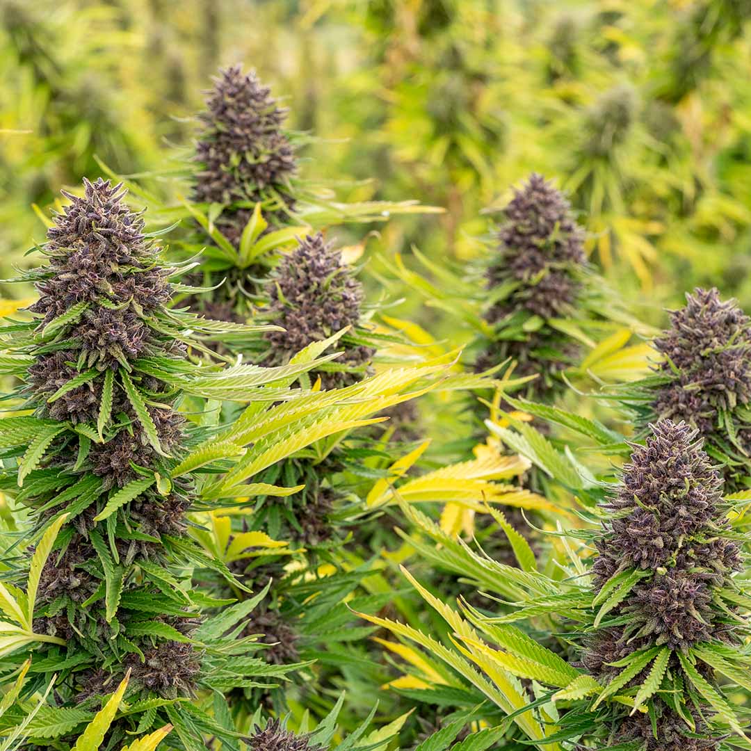 daiquiri factory cbd flower outdoor grown