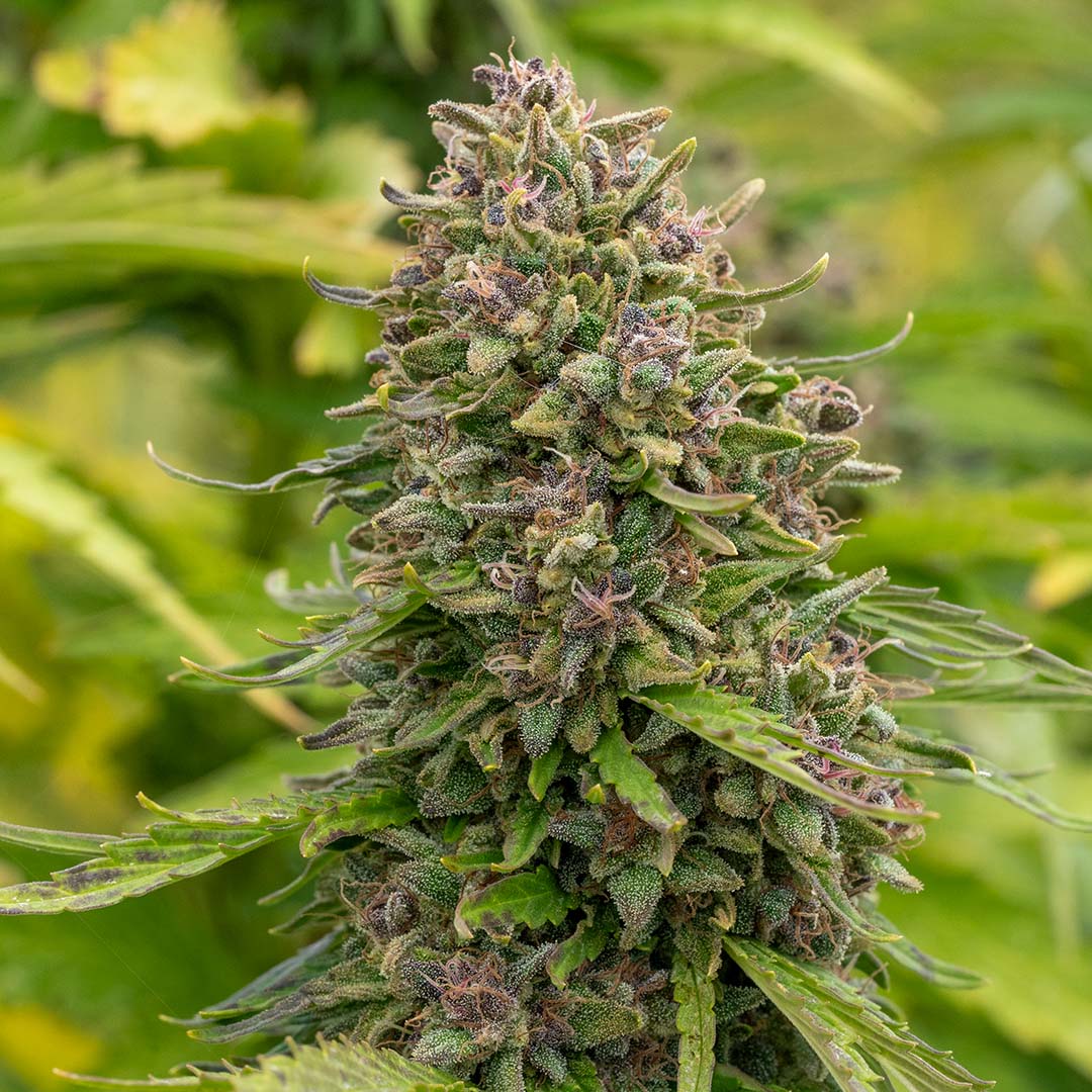 daiquiri factory cbd flower outdoor grown