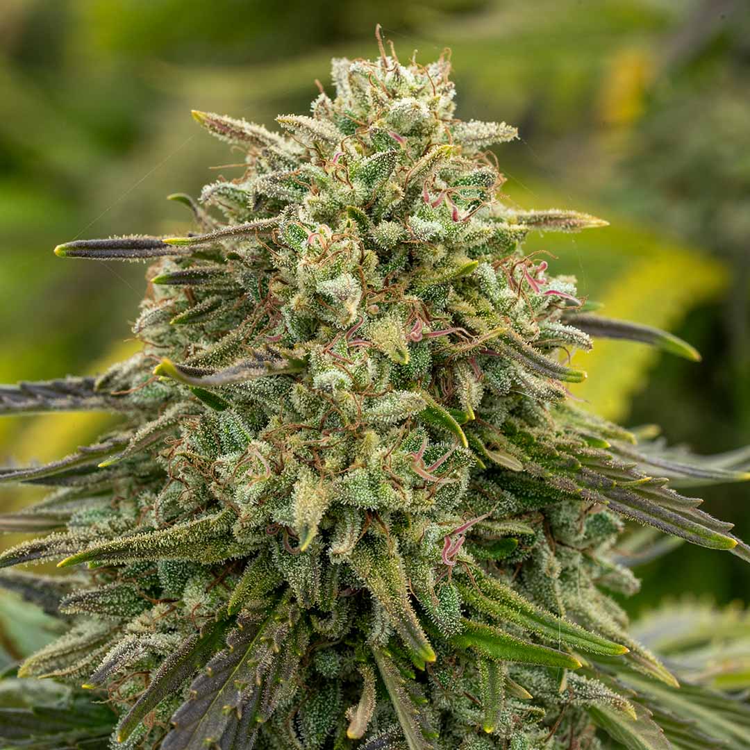 daiquiri factory cbd flower outdoor grown